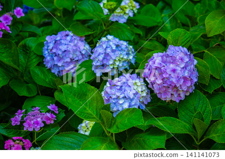 Fujimori Shrine: Receive blessings for victory from the humility (flower language) of hydrangeas. Fujimori Shrine: Receive blessings for victory from the humility (flower language) of hydrangeas. 141141073