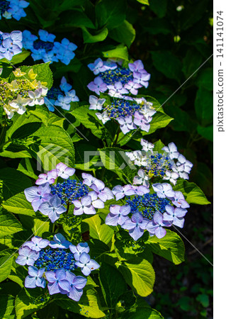 Fujimori Shrine: Receive blessings for victory from the humility (flower language) of hydrangeas. Fujimori Shrine: Receive blessings for victory from the humility (flower language) of hydrangeas. 141141074
