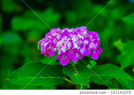 Fujimori Shrine: Receive blessings for victory from the humility (flower language) of hydrangeas. Fujimori Shrine: Receive blessings for victory from the humility (flower language) of hydrangeas. 141141079