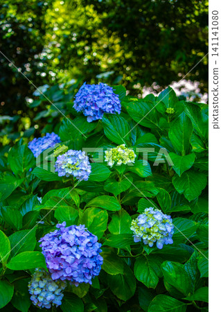 Fujimori Shrine: Receive blessings for victory from the humility (flower language) of hydrangeas. Fujimori Shrine: Receive blessings for victory from the humility (flower language) of hydrangeas. 141141080