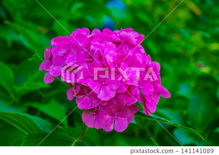 Fujimori Shrine: Receive blessings for victory from the humility (flower language) of hydrangeas. Fujimori Shrine: Receive blessings for victory from the humility (flower language) of hydrangeas. 141141089