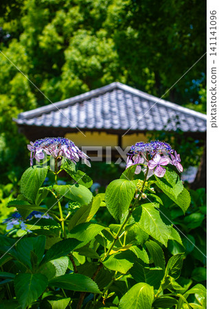Fujimori Shrine: Receive blessings for victory from the humility (flower language) of hydrangeas. Fujimori Shrine: Receive blessings for victory from the humility (flower language) of hydrangeas. 141141096