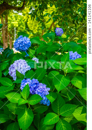 Fujimori Shrine: Receive blessings for victory from the humility (flower language) of hydrangeas. Fujimori Shrine: Receive blessings for victory from the humility (flower language) of hydrangeas. 141141106