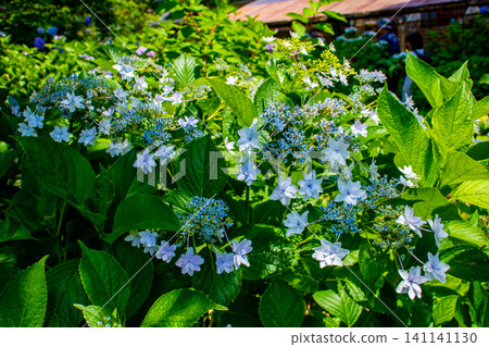 Fujimori Shrine: Receive blessings for victory from the humility (flower language) of hydrangeas. Fujimori Shrine: Receive blessings for victory from the humility (flower language) of hydrangeas. 141141130