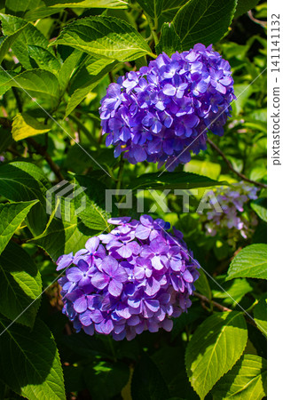 Fujimori Shrine: Receive blessings for victory from the humility (flower language) of hydrangeas. Fujimori Shrine: Receive blessings for victory from the humility (flower language) of hydrangeas. 141141132