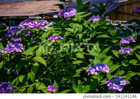 Fujimori Shrine: Receive blessings for victory from the humility (flower language) of hydrangeas. Fujimori Shrine: Receive blessings for victory from the humility (flower language) of hydrangeas. 141141146