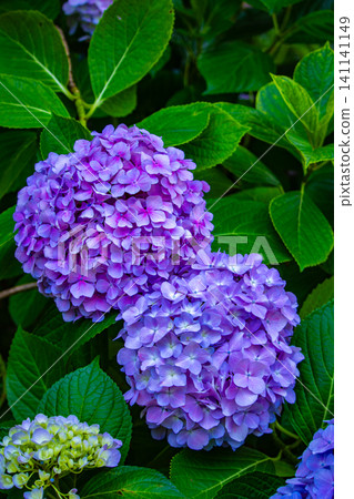 Fujimori Shrine: Receive blessings for victory from the humility (flower language) of hydrangeas. 141141149