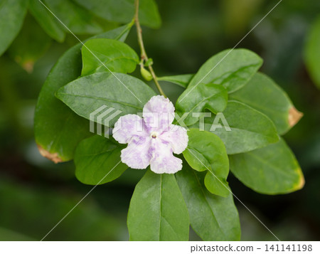 Blooming flower flowers Blooming flower flowers 141141198