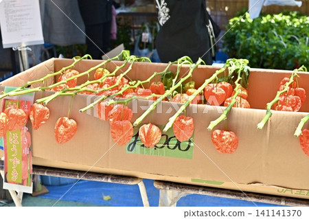 Traditional Japanese event: A shop display at the Hozuki Market and a summer scene in the old town. 141141370