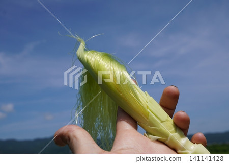 Spread baby corn silk 01 141141428