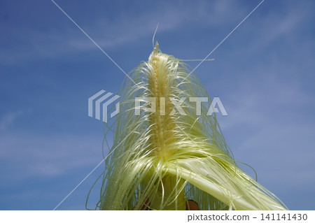 Spreading baby corn silk 03 Spreading baby corn silk 03 141141430