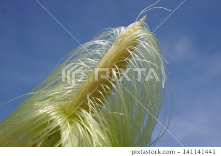 Spread baby corn silk 13 Spread baby corn silk 13 141141441