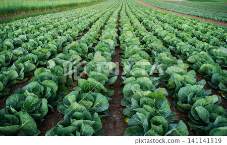 Cabbage planting in rows on farm field displaying organic agriculture and healthy food production Cabbage planting in rows on farm field displaying organic agriculture and healthy food production 141141519