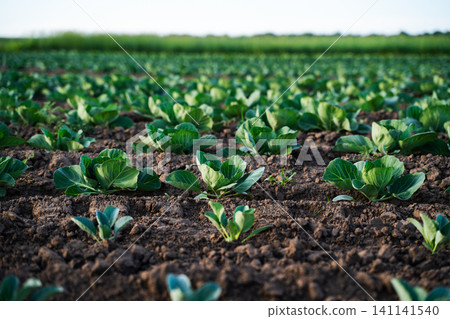 Green cabbage seedlings growing in rows on rich brown soil, showcasing healthy agriculture and organic farming Green cabbage seedlings growing in rows on rich brown soil, showcasing healthy agriculture and organic farming 141141540