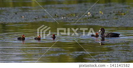 Eurasian Coot ⑤ (Hokkaido) Eurasian Coot ⑤ (Hokkaido) 141141582