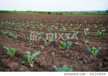 Young green seedlings growing in cultivated soil, forming rows in an agricultural field, symbolizing new life and organic farming Young green seedlings growing in cultivated soil, forming rows in an agricultural field, symbolizing new life and organic farming 141141639