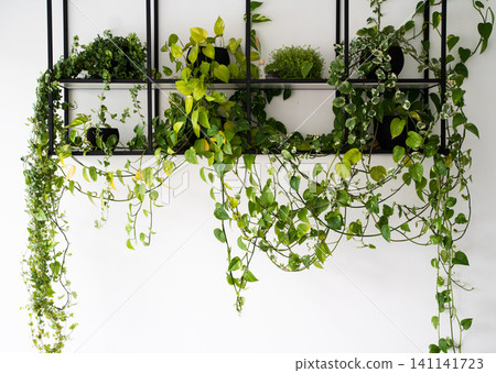 Lush green houseplants growing on a modern black metal shelf, creating an urban jungle against a white wall Lush green houseplants growing on a modern black metal shelf, creating an urban jungle against a white wall 141141723