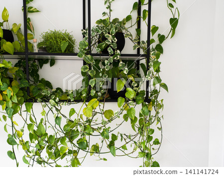 Green plants creating a lush indoor garden on a dark metal wall shelf, hanging vines decorating modern home interior Green plants creating a lush indoor garden on a dark metal wall shelf, hanging vines decorating modern home interior 141141724