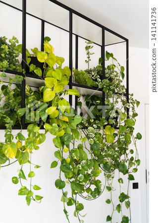 Houseplant display with long trailing pothos and ivy plants on a minimalist black metal wall shelf Houseplant display with long trailing pothos and ivy plants on a minimalist black metal wall shelf 141141736
