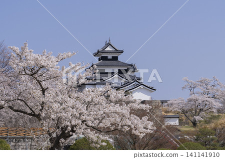 Komine Castle and cherry blossoms Komine Castle and cherry blossoms 141141910
