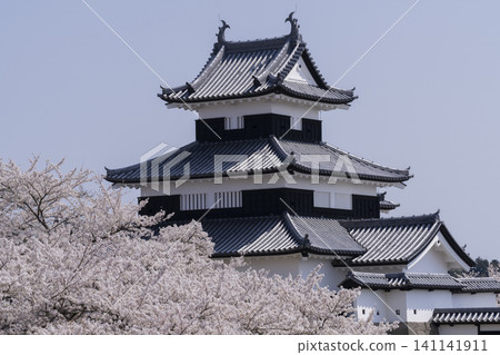 Komine Castle and cherry blossoms 141141911