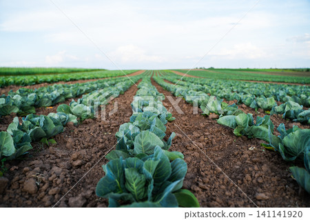 Cabbage plants growing in rows on a vast agriculture field under a summer sky, fresh organic vegetables cultivating Cabbage plants growing in rows on a vast agriculture field under a summer sky, fresh organic vegetables cultivating 141141920