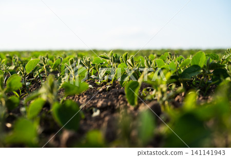 Young soybean plants growing in a vast agricultural field under a clear sky, symbolizing growth, sustainability, and harvest Young soybean plants growing in a vast agricultural field under a clear sky, symbolizing growth, sustainability, and harvest 141141943