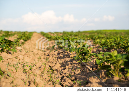 Growing potato plants thriving in a long row on cultivated soil, symbolizing food harvest, farming, and organic crops Growing potato plants thriving in a long row on cultivated soil, symbolizing food harvest, farming, and organic crops 141141946