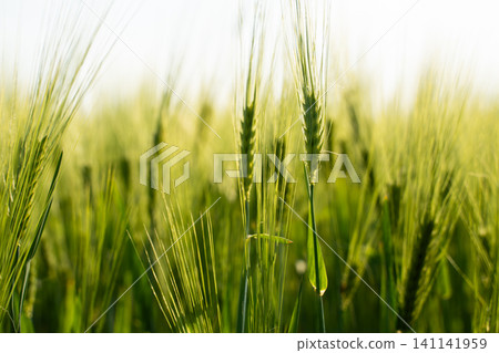 Green wheat field growing under sunlight, symbolizing agricultural potential and environmental sustainability Green wheat field growing under sunlight, symbolizing agricultural potential and environmental sustainability 141141959
