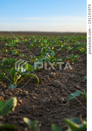 Young oilseed rapeseed and canola seedlings growing in fertile soil, agricultural field and sustainable farming concept Young oilseed rapeseed and canola seedlings growing in fertile soil, agricultural field and sustainable farming concept 141141974