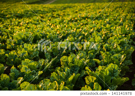 Green sugar beet field illuminated by golden sunlight in rural agricultural landscape, showing healthy crops and sustainable farming 141141978