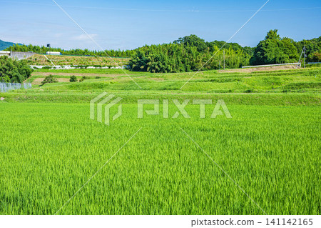 Terraced rice fields in Ogi, Otsu City, Shiga Prefecture Terraced rice fields in Ogi, Otsu City, Shiga Prefecture 141142165