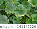 白粉病（葫蘆科植物葉片）01 141142220