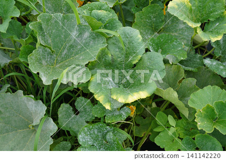 Powdery mildew (leaf of cucurbitaceae plants) 01 Powdery mildew (leaf of cucurbitaceae plants) 01 141142220
