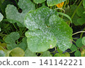 白粉病（葫蘆科植物葉片）02 141142221