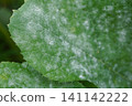 白粉病（葫蘆科植物葉片）03 141142222