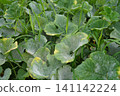 白粉病（葫蘆科植物葉片）05 141142224