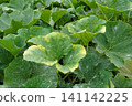 白粉病（發生在葫蘆科植物葉片上）06 141142225