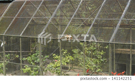 Iguana and Scarlet Ibis Habitat Bird Sanctuary Iguana and Scarlet Ibis Habitat Bird Sanctuary 141142251