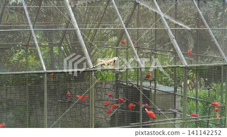 Iguana and Scarlet Ibises in Captivity Bird Enclosure Iguana and Scarlet Ibises in Captivity Bird Enclosure 141142252