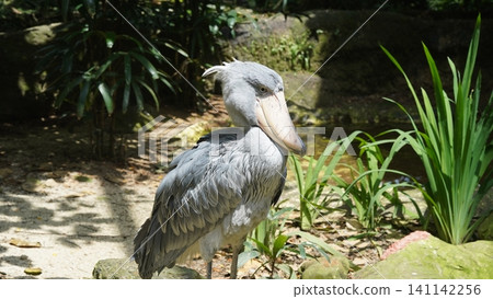 Shoebill Stork Portrait in Natural Habitat Photography 141142256
