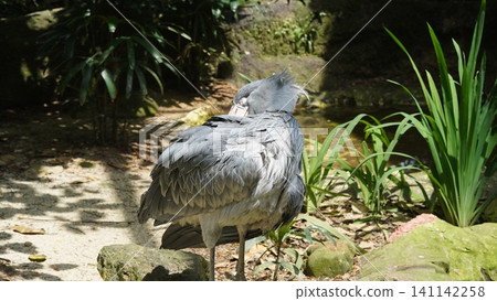 Shoebill Stork Bird in Natural Habitat Close Up Photo Shoebill Stork Bird in Natural Habitat Close Up Photo 141142258