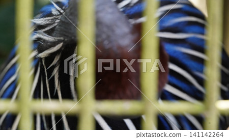 Close Up of a Male Mandarinka duck Behind Bars Close Up of a Male Mandarinka duck Behind Bars 141142264