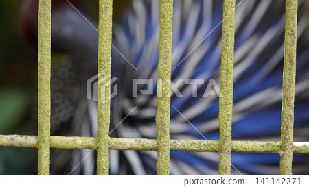 Vulturine Guineafowl Behind a Mossy Green Cage Vulturine Guineafowl Behind a Mossy Green Cage 141142271