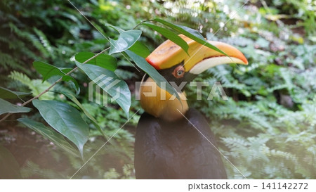Rhinoceros Hornbill Amidst Lush Green Foliage Rhinoceros Hornbill Amidst Lush Green Foliage 141142272