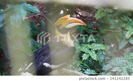 Great Hornbill Bird Portrait in Natural Habitat Great Hornbill Bird Portrait in Natural Habitat 141142285