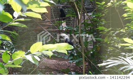 Visayan Hornbill Birds at the Zoo Nature Photography Visayan Hornbill Birds at the Zoo Nature Photography 141142294