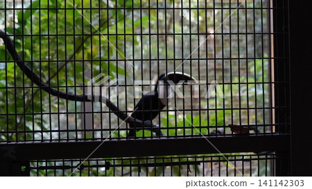 Captive Toco Toucan Bird in Enclosure at Zoo Captive Toco Toucan Bird in Enclosure at Zoo 141142303