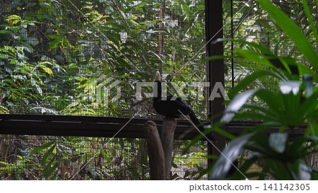 Rhinoplax vigil perched in enclosure at zoo Rhinoplax vigil perched in enclosure at zoo 141142305