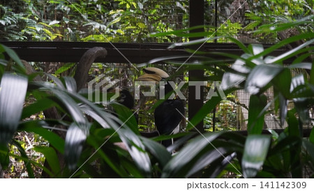 Hornbills at the Zoo Captivating Bird Photography Hornbills at the Zoo Captivating Bird Photography 141142309